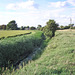 Fields near Winchelsea