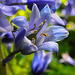 20210524 0251CPw [D~LIP] Hasenglöckchen (Hyacinthoides), UWZ,  Bad Salzuflen