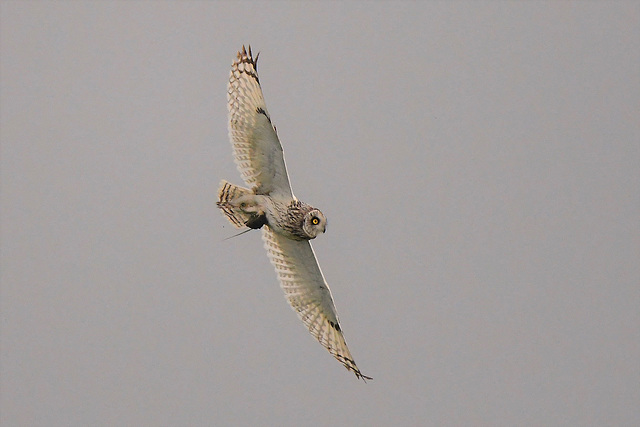 Sumpfohreule-fliegt.