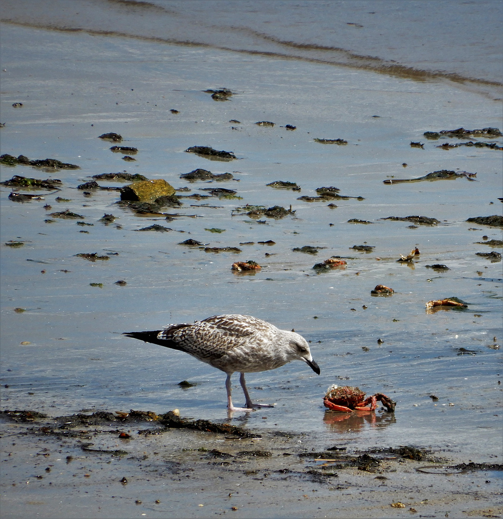 le jeune goeland et l'araignée de mer