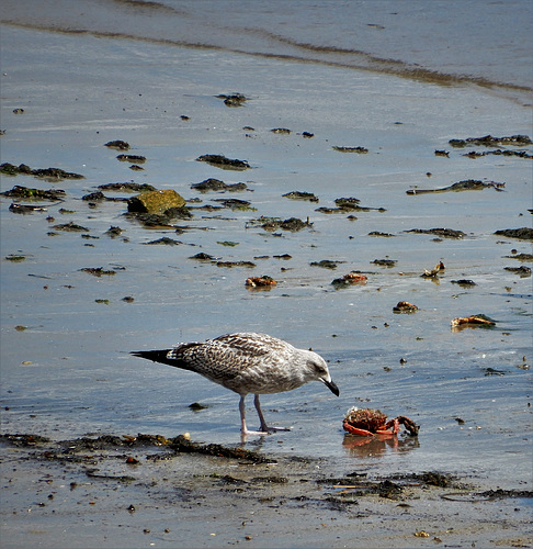 le jeune goeland et l'araignée de mer