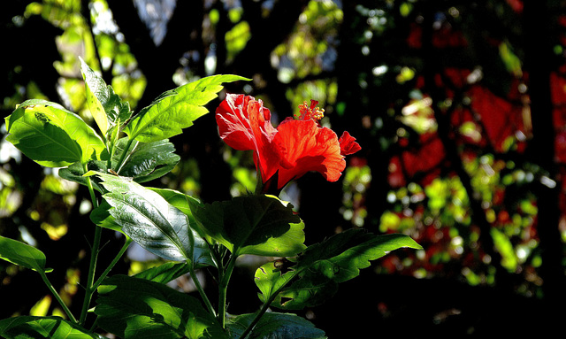 ... Floraison d'automne. ...