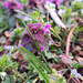 Purpurrote Taubnessel (Lamium purpureum)