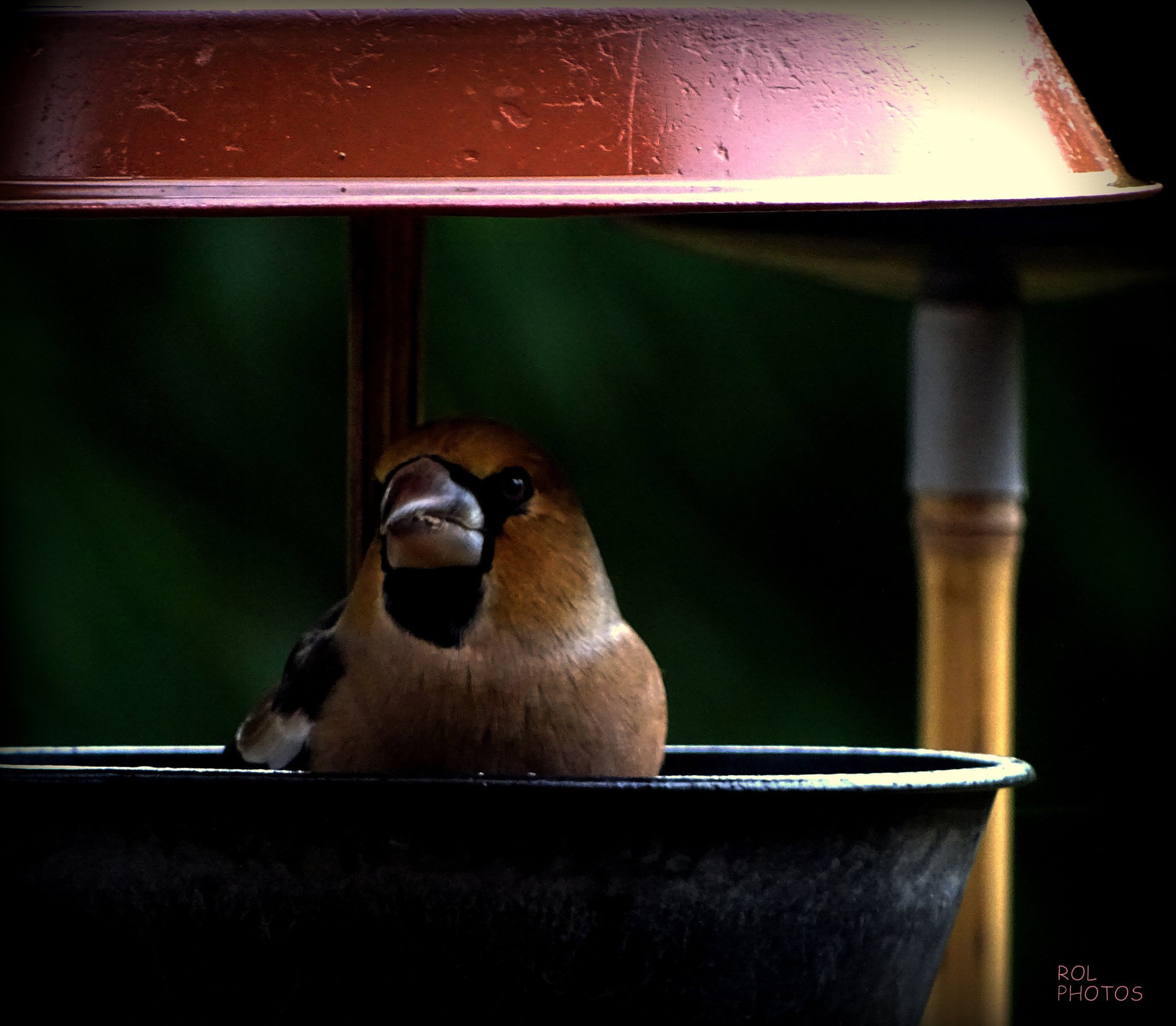 Grosbec casse-noyaux, (Coccothraustes coccothraustes - Hawfinch)