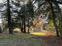 Sun and shadows on the Oak Avenue