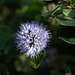 20140912 5215VRAw [NL] Terschelling