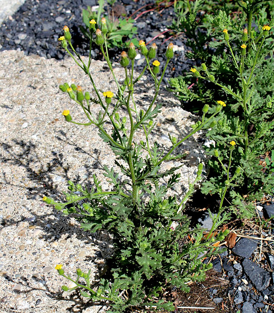 S. viscosus