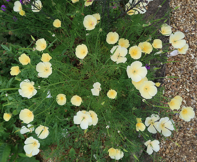 Californian poppy