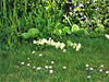 Primroses in the grass