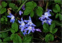 Some little bulbs I planted two years ago