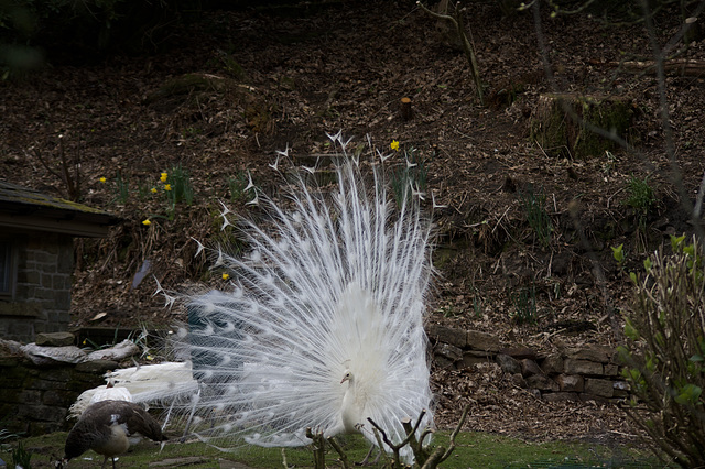 Displaying Peacock