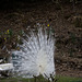 Displaying Peacock