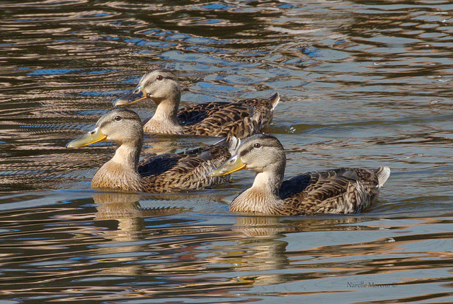 Sunny Trio