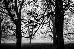 Trees in Fog