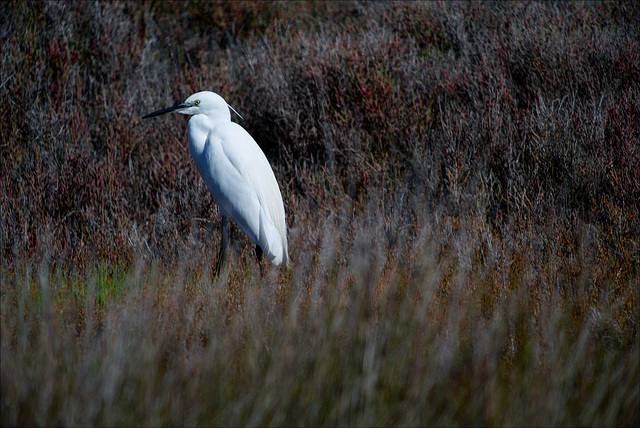 Egretta garzetta, Garça-branca-pequena