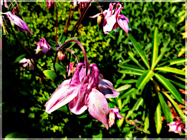 Au jardin des Saules à Saint André des Eaux (22)