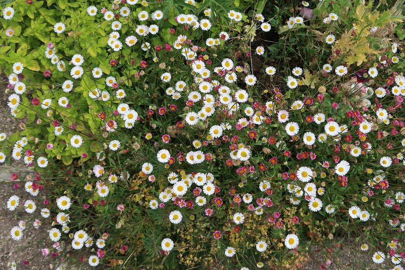 Fleabane