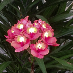 Epidendrum