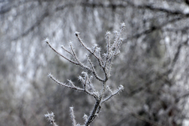 Hoarfrost