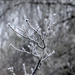 Hoarfrost