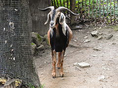 20210709 1423CPw [D~OS] Afrikanische Langohrziege (Capra aegagrus F. Hircus), [Damara-Ziege], Zoo Osnabrück