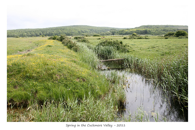 Spring in the Cuckmere Valley - 2011 reeds in a drain