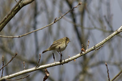 Chiffchaff