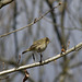 Chiffchaff