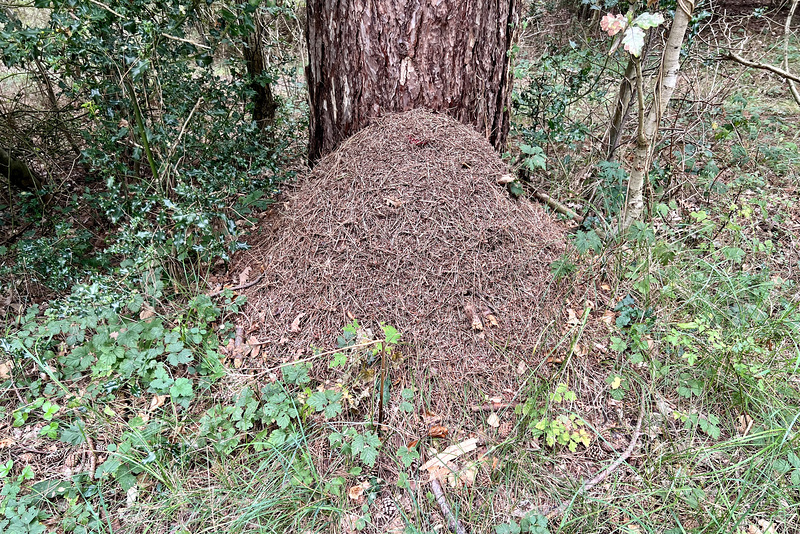 Anthill