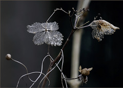 L'hiver de l'hortensia suite