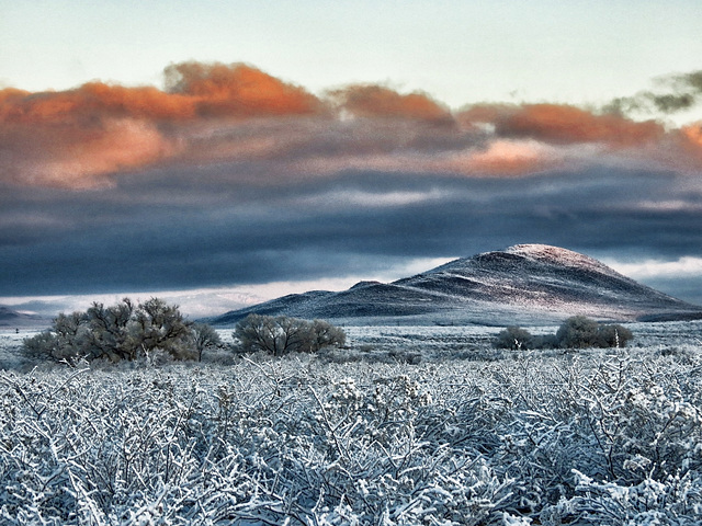 Snow Covered Creosote