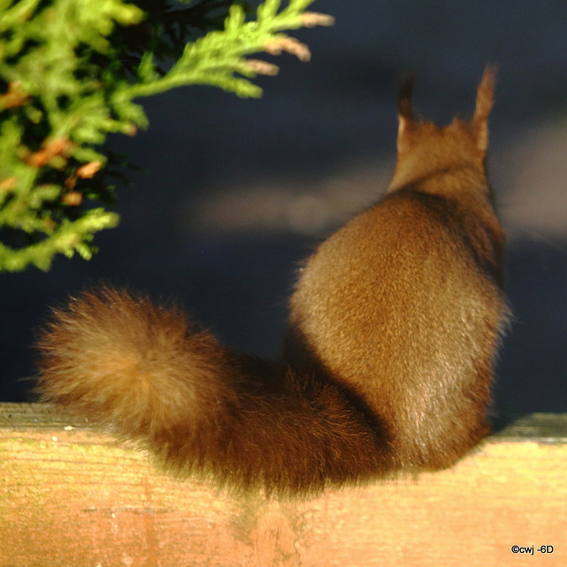 Just missed catching him with his tongue stuck to the ice in the birdbath this morning!