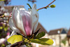 Bon dimanche