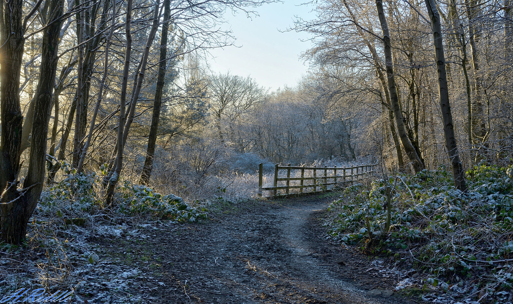 A cold walk at Lees Brook