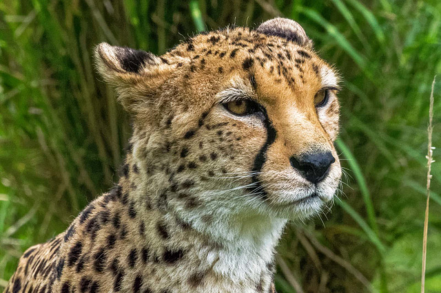 Cheetah portrait