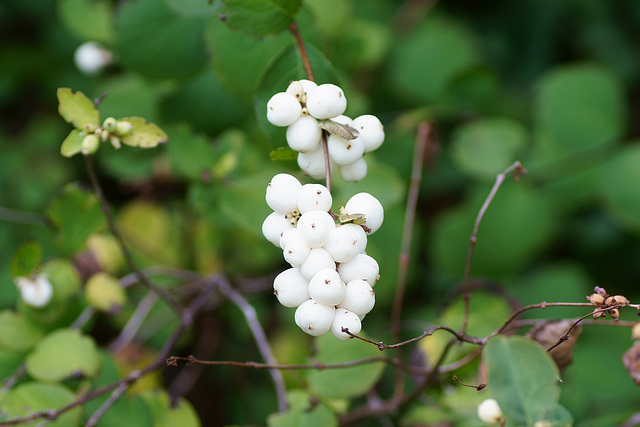 Schneebeeren