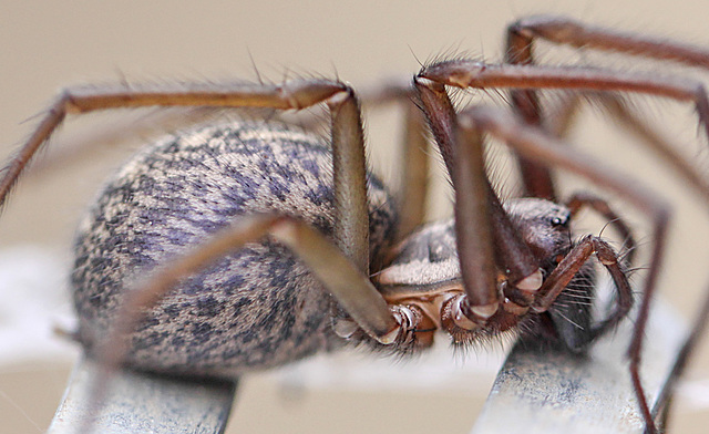 20100514 3444Mw [D~LIP] Haus-, Winkelspinne (Tegenaria atrica), Bad Salzuflen