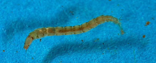 Flylarva IMG 9885