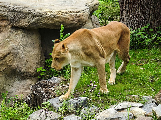 20210709 1424CPw [D~OS] Löwe (Panthera leo) [w], Zoo Osnabrück