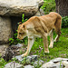 20210709 1424CPw [D~OS] Löwe (Panthera leo) [w], Zoo Osnabrück