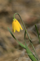 Yellow Bells