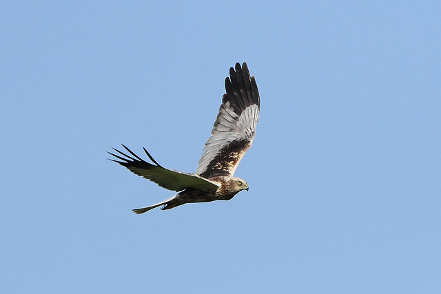 Rohrweihe - Bussard harpaye