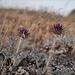 Cynara algarbiensis, Penedos