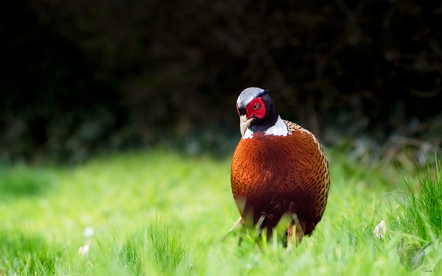 Pheasant