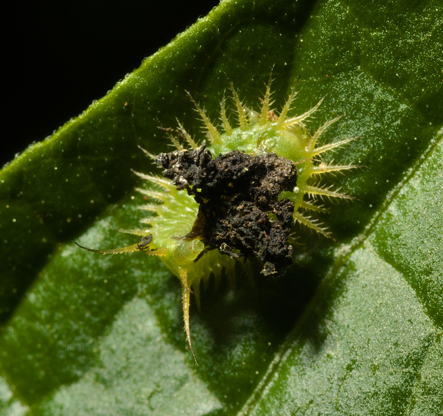 IMG 0491 Beetle Larva-2