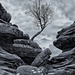 Brimham Rocks ~ Lone Tree sentinel