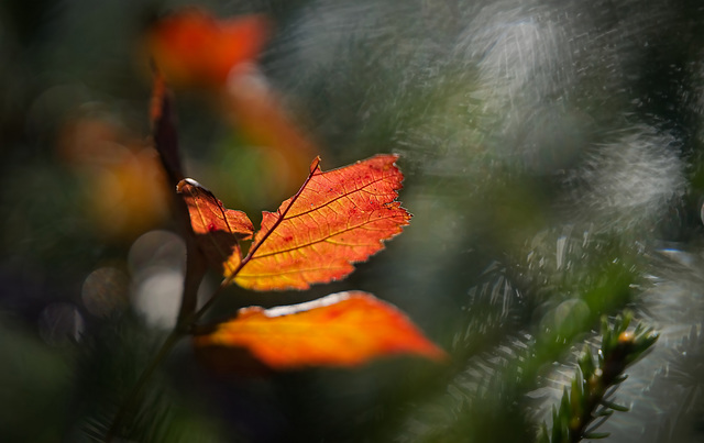 Auch im Verfallen hat das Blatt nochmals ein schönes Leuchten gezeigt :)) Even in decay the leaf showed a beautiful glow again :)) Même en décomposition, la feuille a de nouveau montré une belle lueur