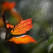 Auch im Verfallen hat das Blatt nochmals ein schönes Leuchten gezeigt :)) Even in decay the leaf showed a beautiful glow again :)) Même en décomposition, la feuille a de nouveau montré une belle lueur :))