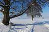 Winterwanderweg im Zürcher Unterland (© Buelipix)