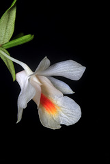 Dendrobium christyanum